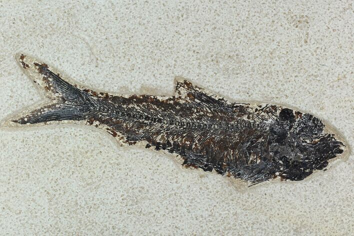 6.8" Fossil Fish (Knightia) - Green River Formation